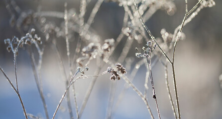 Frosty winter, Rime ice -  wildflower meadow landscape with frosty ice on plants.