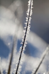 Rime ice -  winter meadow landscape with frosty ice on grass and sedge plants.