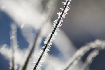 Rime ice -  winter meadow landscape with frosty ice on grass and sedge plants.