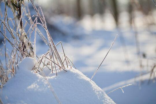 Rime ice -  winter meadow landscape with frosty ice on grass and sedge plants.