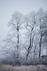 Frosty winter, Rime ice -  wildflower meadow landscape with frosty ice on plants. Delicate natural background.