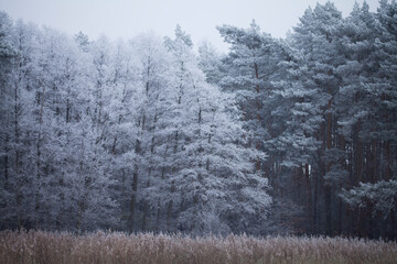 Frosty pine tree brunches  - winter white landscape with cristals of snow on the needles.