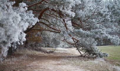 Frosty pine tree brunches  - winter white landscape with cristals of snow on the needles.
