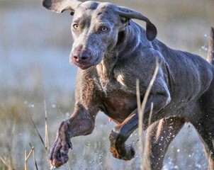 shorthaired weimaraner running through water