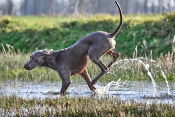 shorthaired weimaraner running through water