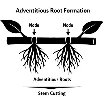 Biological Adventitious Prop Roots Black Silhouette Diagram