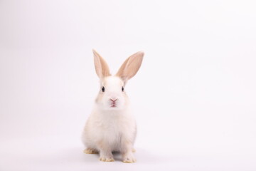 Obraz premium A baby bunny easter white rabbit, sniffing, looking to camera, on white background. Lovely bunny easter rabbit. Smart rabbit. Symbol of animal easter.