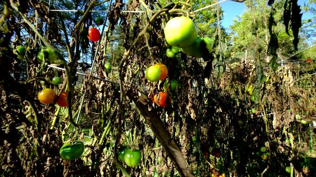 Close up of withered tomato plant with some fruits still hanging from dying vine and moving camera away showing more withered plants after first frost killed most crops in vegetable garden