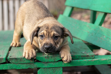 Rescuing a stray puppy.A little puppy is happy with people who want to take him off the street.