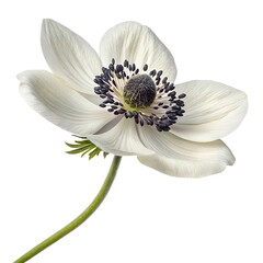 anemone flower top view isolated on transparent background PNG