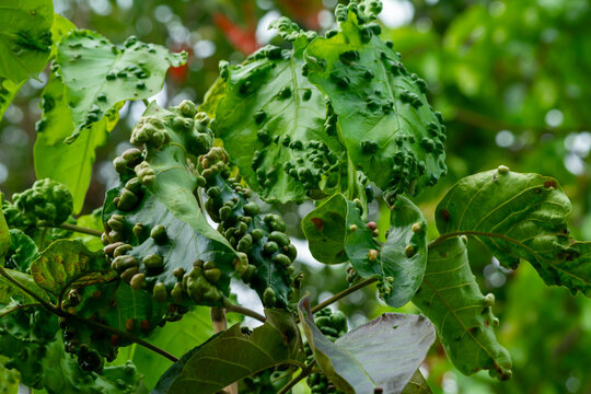 Plant Pest Infestation on Santol Leaves in Tropical Agriculture