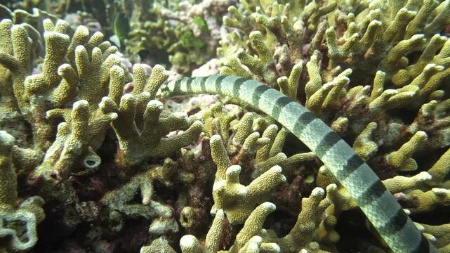 Banded sea krait winds its way through densely branched hard corals on a reef, filmed near Suanggi island, Maluku, Indonesia.
