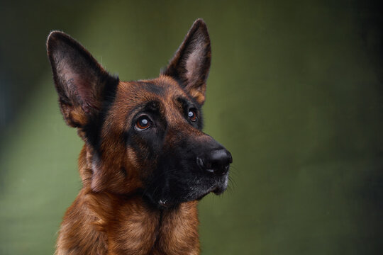 studio portrait of a german shepherd on a green background
