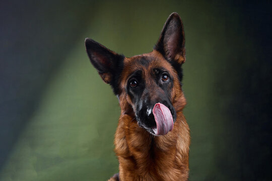 studio portrait of a german shepherd on a green background