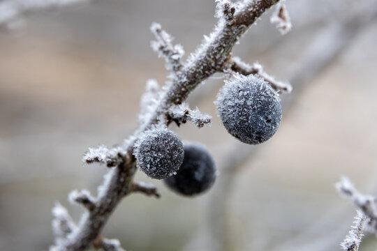 Rauhreif auf Fr&uuml;chten der Schlehe nach Frostnacht