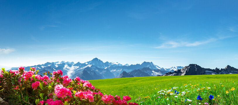 Schweizer Landschaft mit Gebirge, Alpenrosen und enzian
