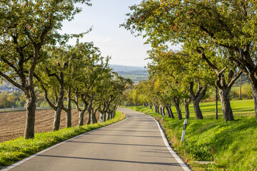 Apple trees along the street