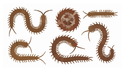 Obraz premium Centipede insect collection vector illustration realistic flat arthropods isolated on white