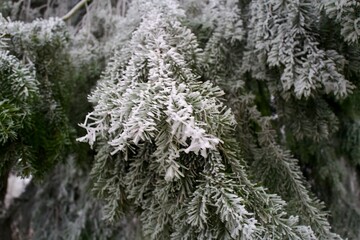 Frost-covered evergreen branches &mdash; close-up of icy needles in a winter forest