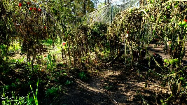 Rising camera from ground revealing withered cherry tomato still tangled to their round cage trellis and garden fence after first frost killed most plants