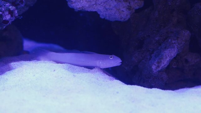 Witness the beauty of a marine ecosystem filled with colorful corals and graceful fish. The underwater world comes alive with vibrant colors and playful movements of sea creatures.