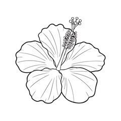 Detailed black and white line of a hibiscus flower with visible inner structure line black and white