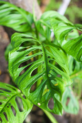Texture and shape of Monstera adansonii leaves © Jimmy