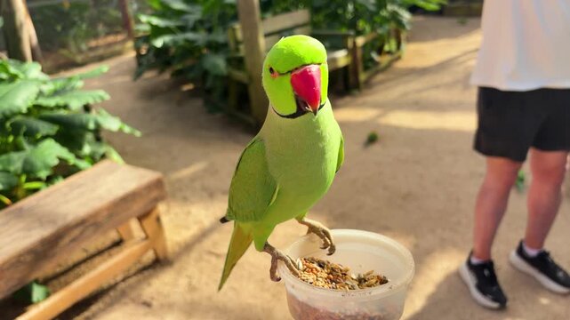 A rose-ringed parakeet (Psittacula krameri) eats seeds from a feeder. St. Maarten, the northeastern Caribbean. Saint Martin is an island in the northeastern Caribbean.