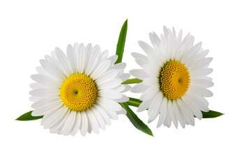 Fototapeta premium Pure Bloom: A Single Daisy Radiates Innocence and Springtime Joy in Floating Simplicity