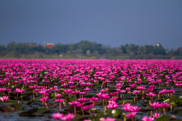 sea of red lotus flowers in Thailand