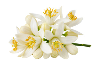 Fototapeta premium Citrus Whisper: A Cluster of White Blossoms Blooms in Fragrant, Floating Purity