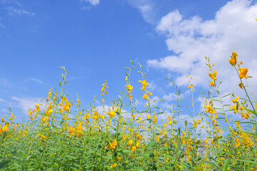 Vibrant yellow flowers reaching toward a bright blue sky with fluffy clouds. This image evokes feelings of joy and tranquility