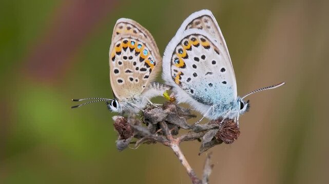 Silver-studded Blue Butterflies Mating