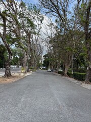 A quiet road lined with mature trees on both sides, creating a natural canopy and peaceful outdoor environment in an urban landscape.