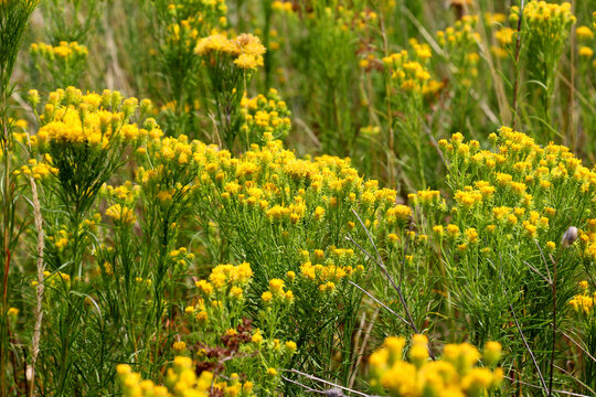 A plant from the aster family Galatella linosyris grows in nature