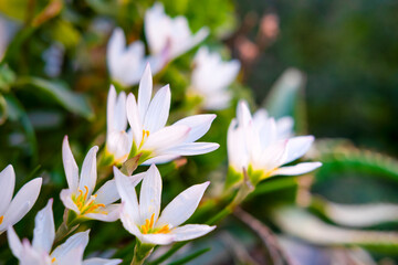 Fototapeta premium Beautiful blooming snowdrops in pots