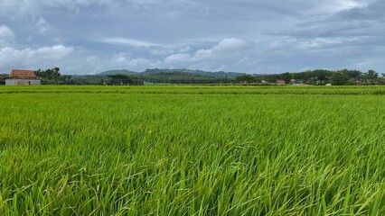 Obraz premium The expanse of lush green rice fields with thickly growing rice, against a backdrop of hills and cloudy skies, creates a fresh rural atmosphere.