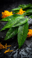 Fresh green bilva leaves with water drops on dark stone background for maha shivaratri worship, hindu ritual offering for shiva puja, spiritual festival poster, banner and temple decoration