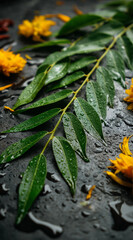 Fresh green bilva leaves with water drops on dark stone background for maha shivaratri worship, hindu ritual offering for shiva puja, spiritual festival poster, banner and temple decoration