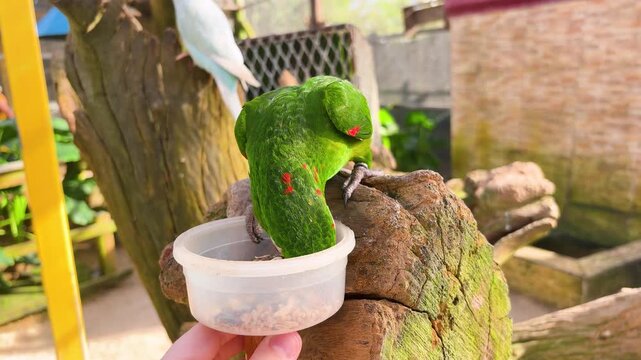 A bright green white-eyed parakeet eats seeds from a feeder. St. Maarten, the northeastern Caribbean. Saint Martin is an island in the northeastern Caribbean.