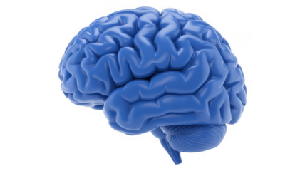 Blue brain human brain anatomy medical isolated on a transparent background