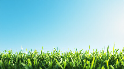 Naklejka premium Green grass field close up with blurred blue sky background. Nature and environment concept. Image for banner, wallpaper, poster, and background template. Ground level perspective with copy space