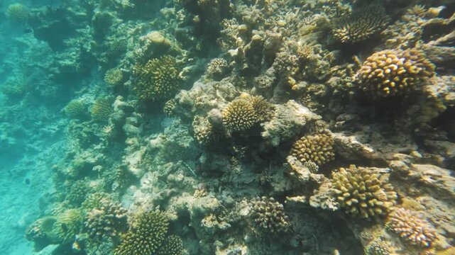 Snorkeling at Maldives Kaafu Atoll, Parrotfish swims over coral covered rocks, more small sergeant major fish in background