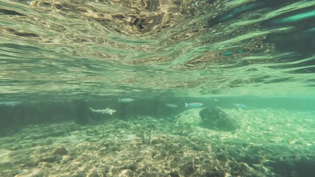 Juvenile blacktip shark swimming in shallow water at Dhiffushi, sharks swim is popular tourist attraction at Maldives