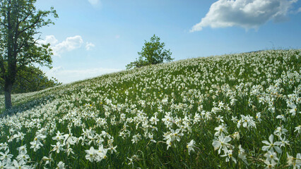 Fototapeta premium CLOSE UP: Scenic shot of a vast field in the Alps filled with white daffodils.