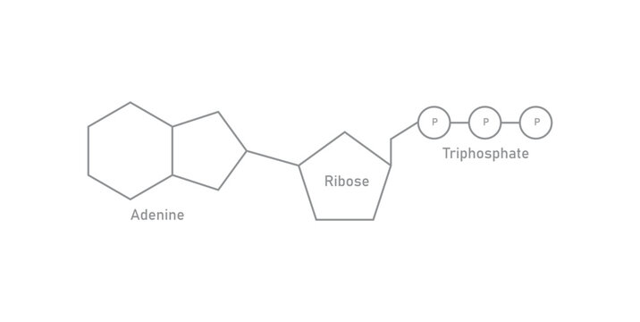 Structure of ATP. Adenosine Triphosphate in Biology. Adenine Ribose and Triphosphate.
