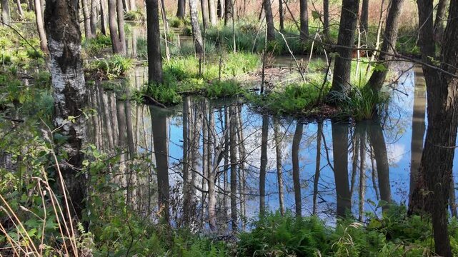 A beautiful real-time view of Poleski Park Narodowy in Poland during early autumn. The footage showcases the unique marshland ecosystem