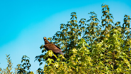 Obraz premium Haliaeetus albicilla, white-tailed eagle, on a sunny summer day