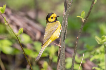 Hooded Warbler Bird, Setophaga citrina