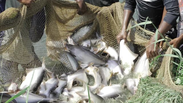 Hand reaching into net of fresh fish
